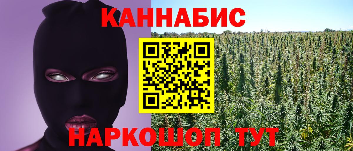 Шишки марихуана сатива Кохма